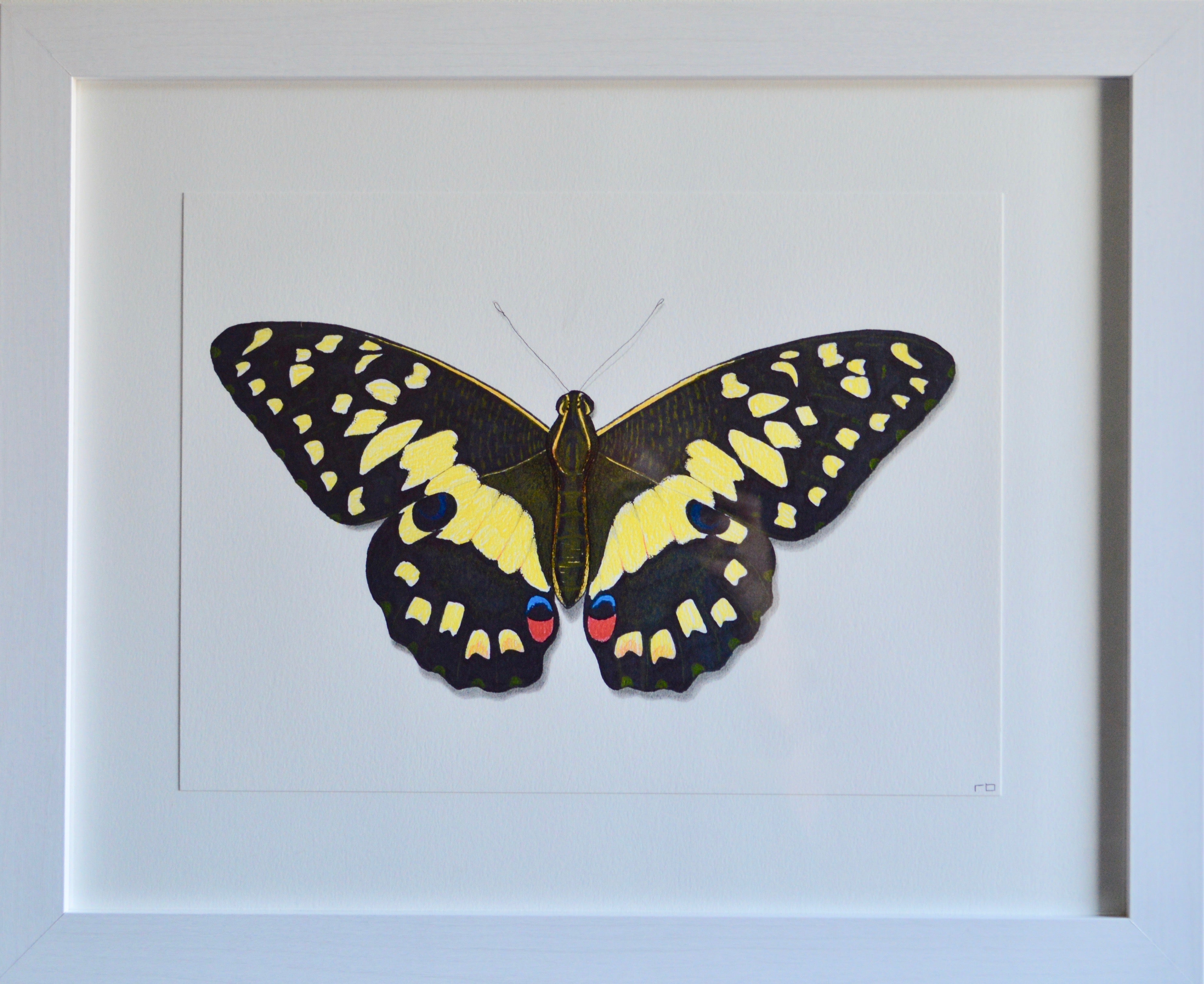 Butterfly