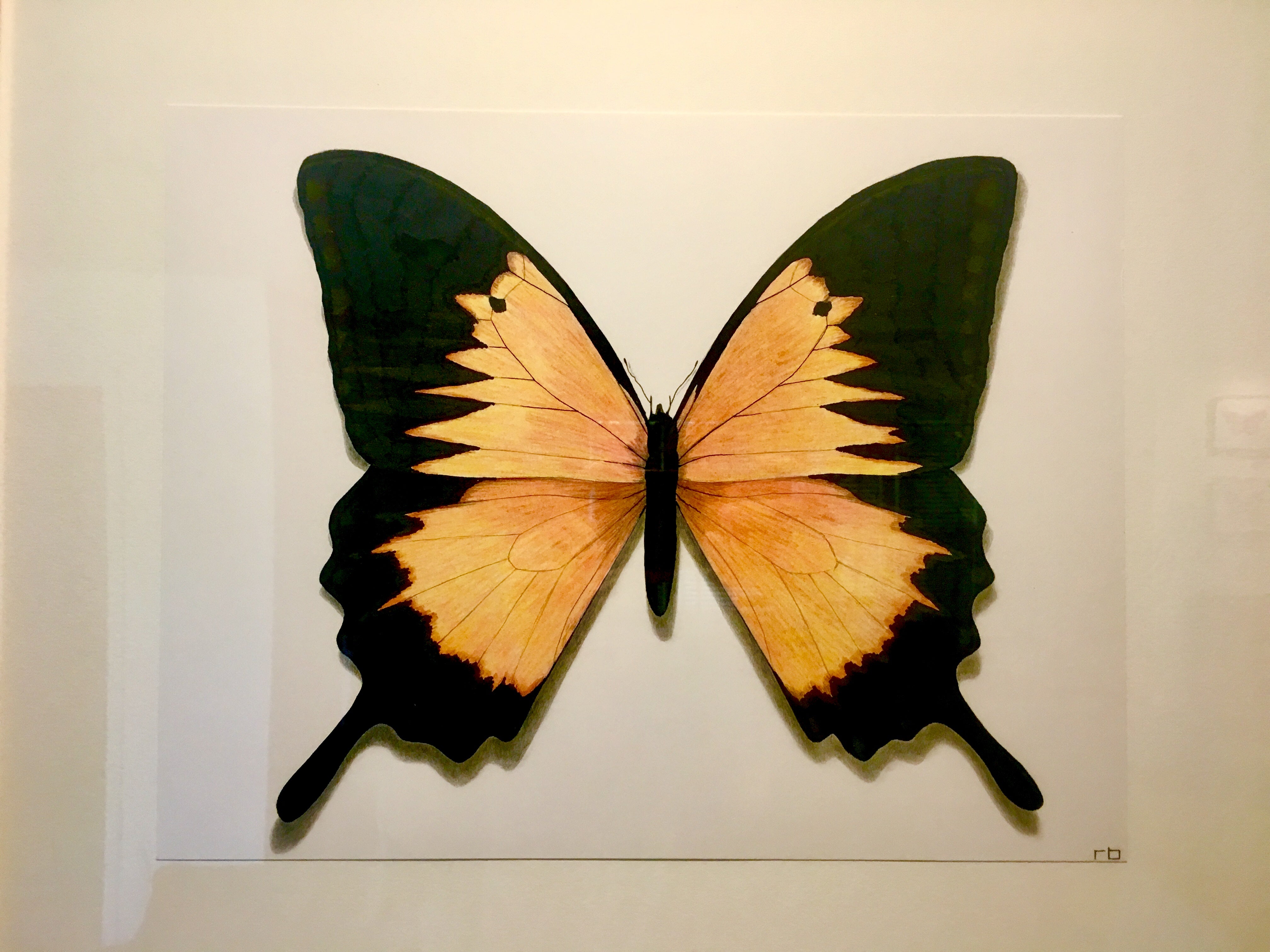 Butterfly Study 3