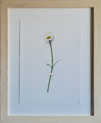 Daisy Flower