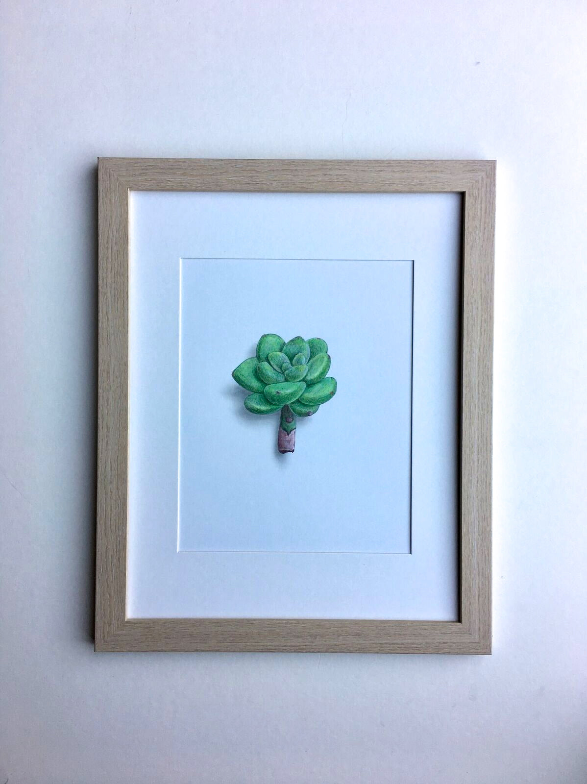 Succulent Study 1