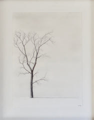 Tree Study